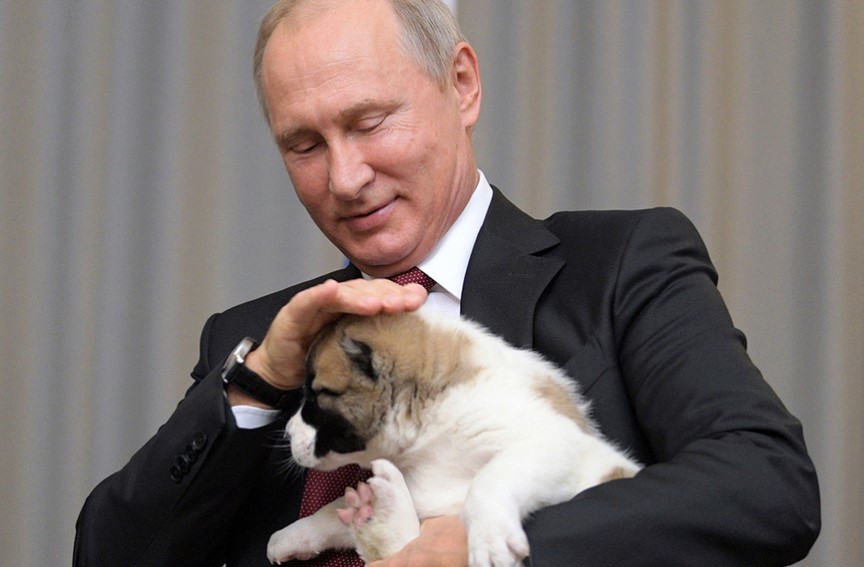 Путин поручил подготовить поправки об учёте домашних животных и мониторинге бродячих животных